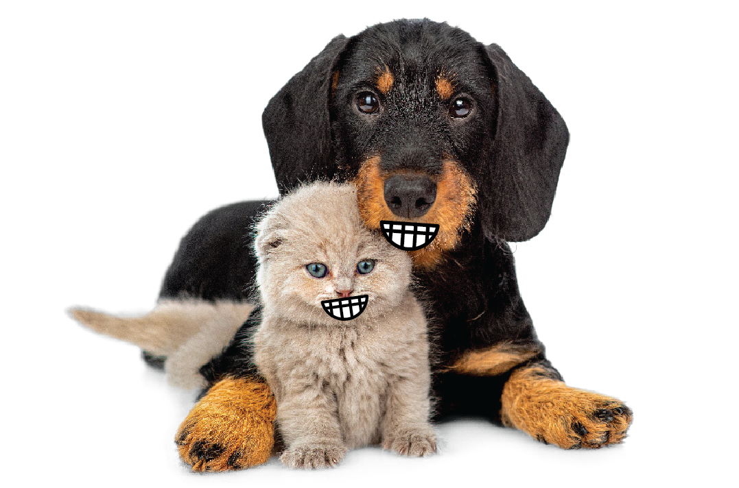 Dogcatsmile-1